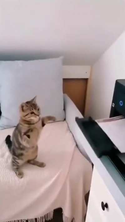 Cat vs printer