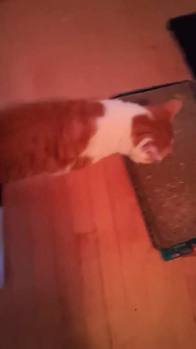 My cat Henry discovered sock bongos and now I live with a percussionist.
