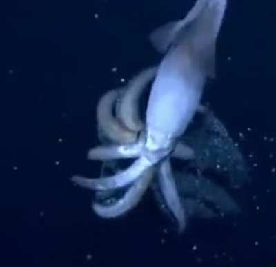 🦑