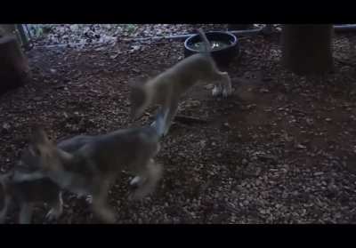 Little wolf pups accidentally start a howl
