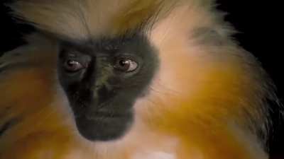 🔥 Very rare and highly secretive, not much is known about the endangered Gee’s golden langur. Unlike other species of langurs that appear unafraid of humans, researchers have said that this monkey works hard to avoid human interactions, making them extrem