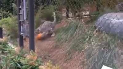 A snow leopard freaking out over a pumpkin.