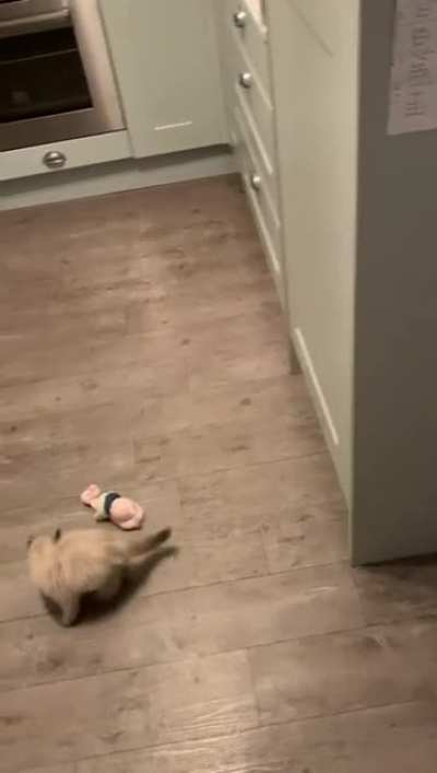 Kitten practicing bein fierce