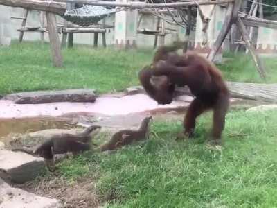 KING KONG would be very disappointed 😞