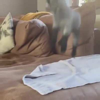 One little baby goat, bouncing on the couch