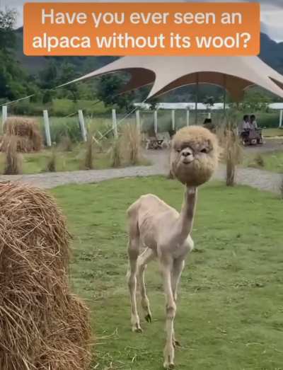 Alpaca without its wool