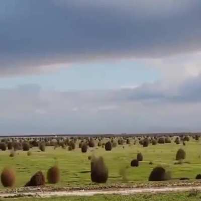 Some absolute units of a tumbleweed