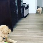 Not-So-Stealthy Boi
