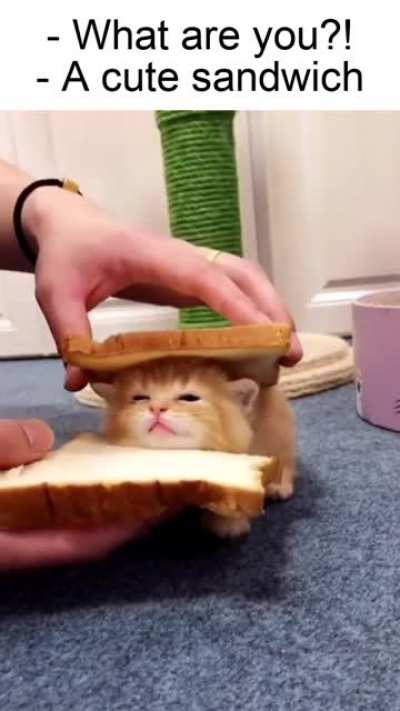 No kittens were harmed in the making of this meme