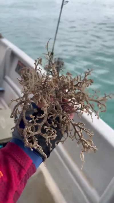 🔥 A Basket Starfish!