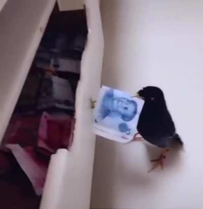 I NEED THAT BIRD