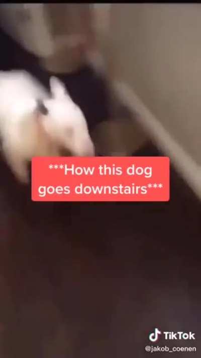 dog