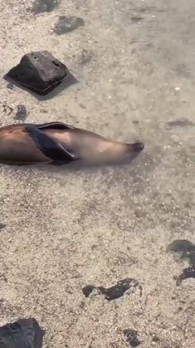 Sea doggo napping