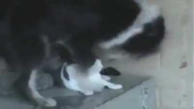 To get some peace