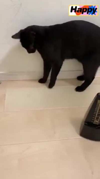 What the hell with this little pantere？