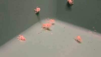 Baby Veemos
