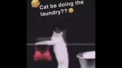 Cat be doin laundry for 3 minutes straight