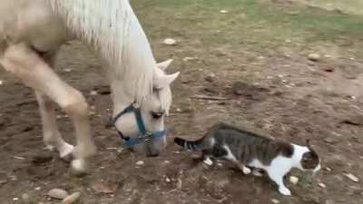 Все любят Котиков