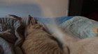 I was worried about how my foster kitten and my Labrador would get along...