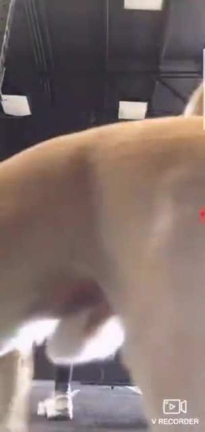 Nice ass