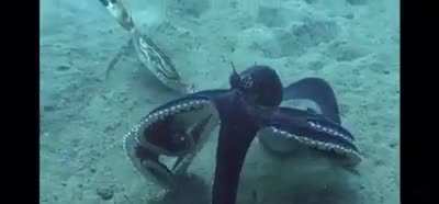 The mimic octopus is a master at black magic fuckery