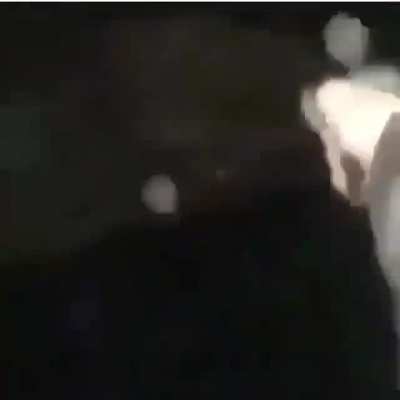 I fucking hate deer