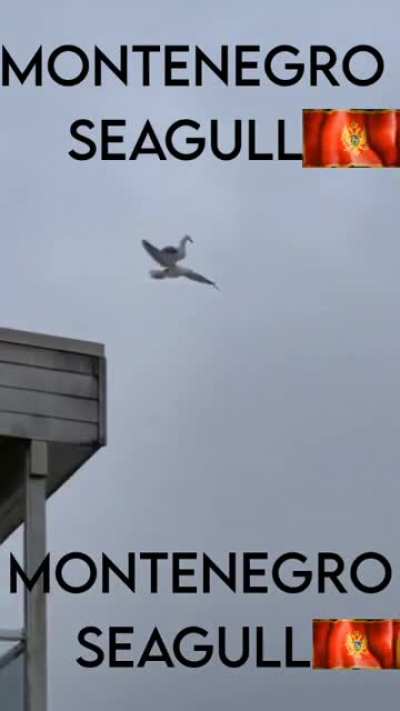 🇲🇪🇲🇪🇲🇪🇲🇪Montene*rin seagull