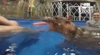 Hippo Rips Lady To Shreds