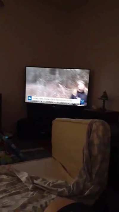 Not the deer!