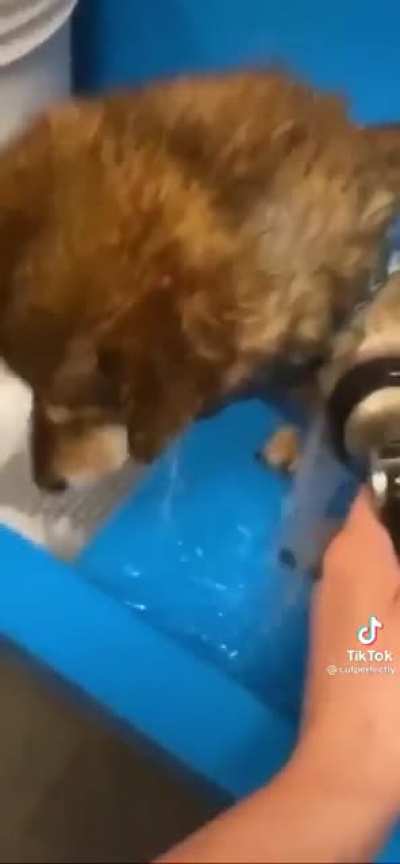 The Shiba be like: ...aAÄÆ