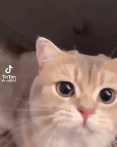 Meow