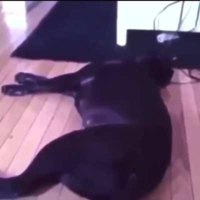 Based Dog