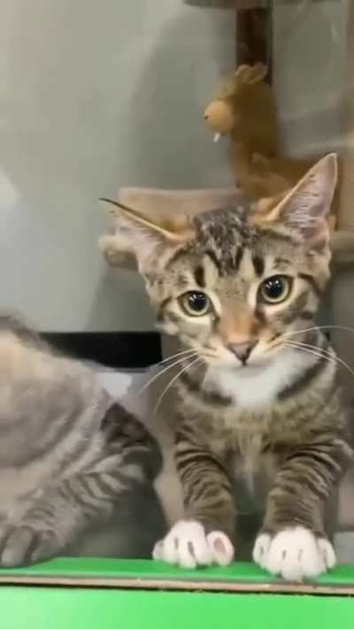 To get adopted 