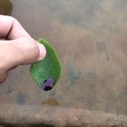 Pen ink on a leaf zooming through a puddle