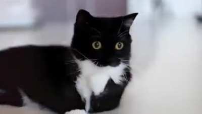 best not to trust this cat