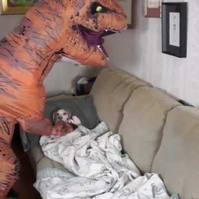 Tough Life when your Master Thinks he is a T-Rex