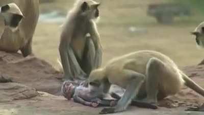 It's amazing how animals can feel grief