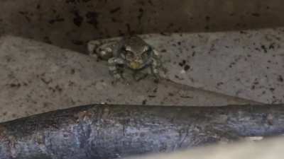 Do you guys know what these two small sticky children are? They were caught by my friend in Maine and I think they might be baby grey tree frogs but I’m not sure..