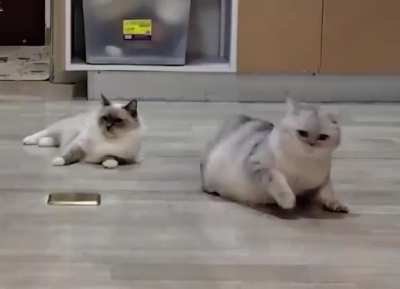 These cats are amazing!