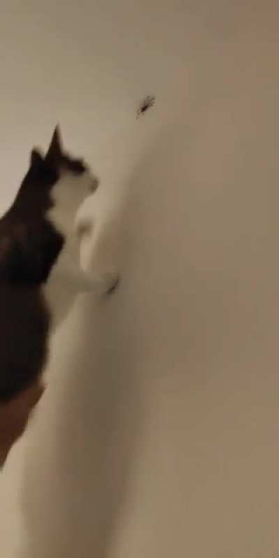 spidercat