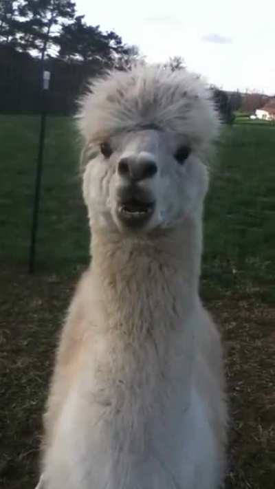 Pissed off Alpaca