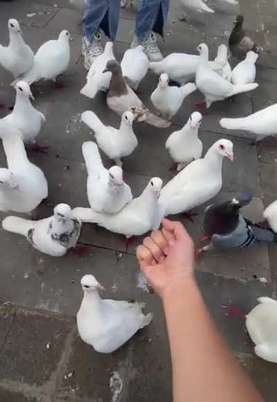 Feeding the birds