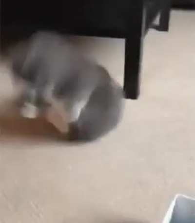 This kitty goes from licking his crotch to full attention in 0.3 seconds