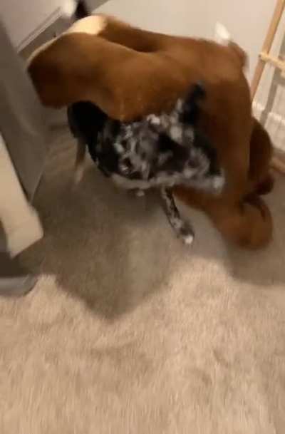 Echo making sure George comes to bed with him