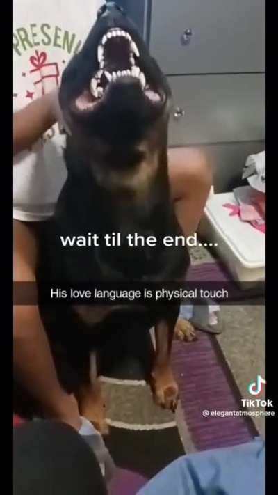 What a happy rottweiler