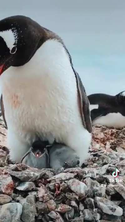 Baby Penguins