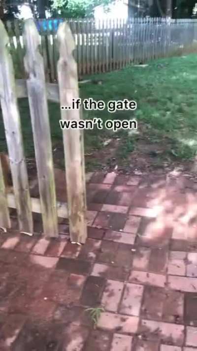 So sad. The dog's ball is on the other side of the fence.