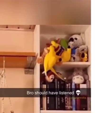 Poor Tweety