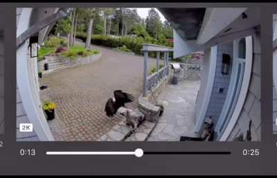 Breastfeeding mom runs out to save pet goose from bald eagle