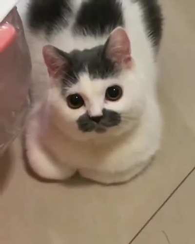 Mustachio
